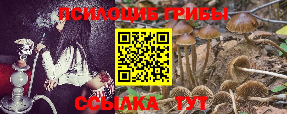 Псилоцибиновые грибы Psilocybe Россошь